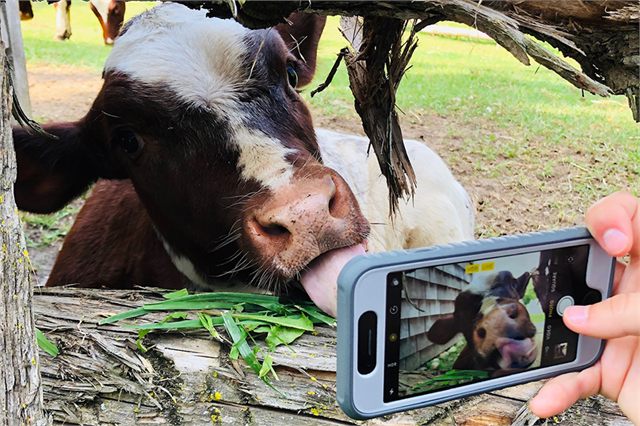 Photo of a cellphone taking a photo of a cow licking it's nose