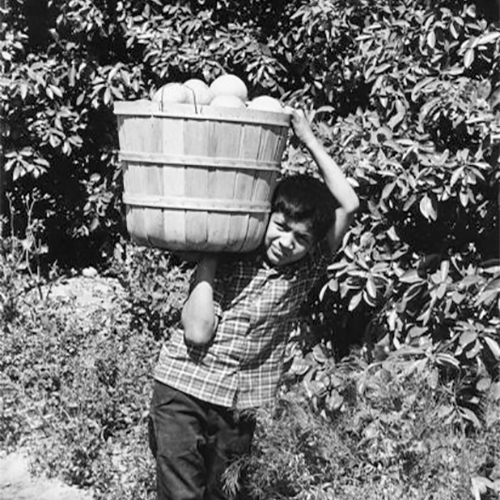 A child worker wearing a short sleeve plaid shirt, dark pants and no shoes is carrying grapefruit from a Texas grove on his shoulder. He is looking into the camera with one arm over his head holding onto the top of the basket and his other arm supporting the bottom.            This photograph is a part of Wisconsin-native David Giffey's series 'Struggle for Justice,' images from the migrant farm worker struggle including an independent organizing effort in Wisconsin and the nationwide grape boycott movement started by Cesar Chavez of United Farm Workers during the 1960s and 1970s. Many migrant farm laborers traveled from Texas to Wisconsin in search of seasonal field work.            Un niño cargando una canasta de toronjas            Un niño trabajando, vistiendo una camisa con cuadros de manga corta, pantalón oscuro, y sin zapatos, está cargando en su hombro una canasta de toronjas de un campo en Texas. Está mirando hacia la cámara, con un brazo sobre su cabeza para detener la canasta en su hombro y su otro brazo sosteniendo la parte de abajo. Esta fotografía es parte de la serie 'Lucha por la Justicia' tomada por David Giffey, originario de Wisconsin, las imágenes muestran la lucha de los trabajadores agrícolas emigrantes incluyendo un esfuerzo independiente organizado en Wisconsin y el movimiento nacional del boicot de uvas empezado por Cesar Chávez de la unión de campesinos o United Farm Workers durante los años 1960 y 1970. Muchos obreros agrícolas emigrantes viajaban desde Texas hacia Wisconsin en busca de trabajo temporal en los campos.